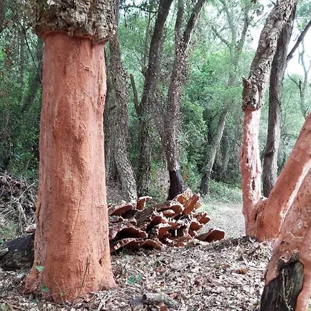 Masoveria Del Mas Plaja De Fitor Landhaus